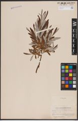 Foto von Salix candida Flüggé ex Willd.